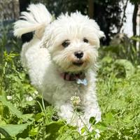 Compagno per accoppiamento maltese