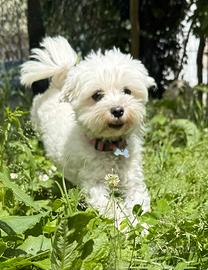 Compagno per accoppiamento maltese