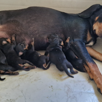 Cuccioli segugio della Transilvania