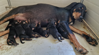 Cuccioli segugio della Transilvania