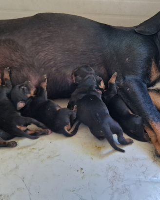 Cuccioli segugio della Transilvania