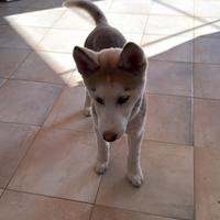 Cucciolo di Husky