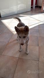 Cucciolo di Husky