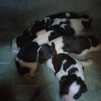 Cuccioli di springer spaniel inglese