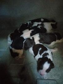 Cuccioli di springer spaniel inglese