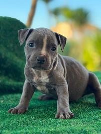 American pitbull terrier