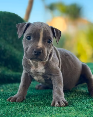 American pitbull terrier