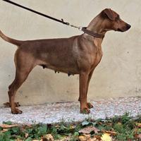 Femmina german pinscher