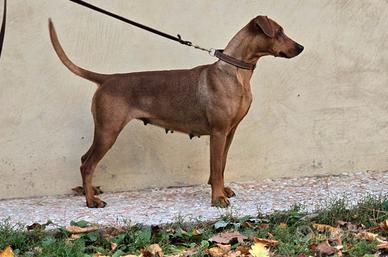Femmina german pinscher