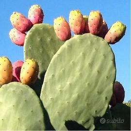 fichi d'india