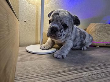Bulldog francesi