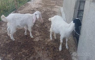 Per appassionati capretti da compagnia