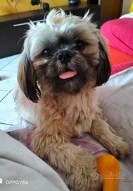 cane di razza Shih Tzu maschio per acopiare 