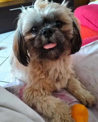 cane di razza Shih Tzu maschio per acopiare 