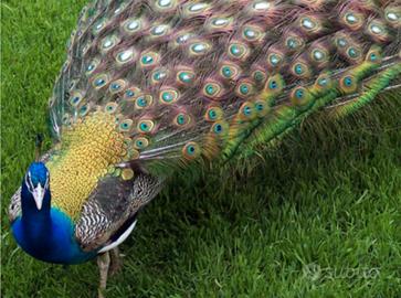 Pavone "blu occhi bianchi"