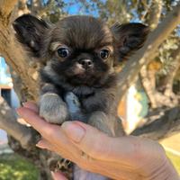 Chihuahua taglia piccola PL