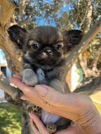 Chihuahua taglia piccola PL