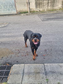 Rottweiler