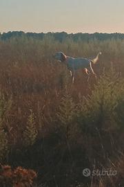 Cani da caccia setter