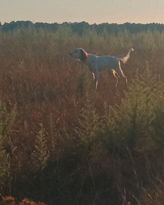 Cani da caccia setter