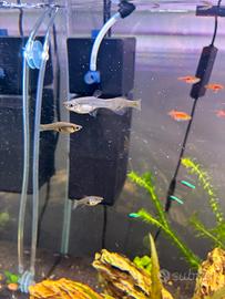 Endler maschi femmine avannotti