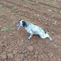 Cuccioli di setter inglese
