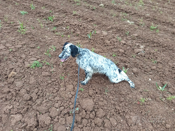 Cuccioli di setter inglese