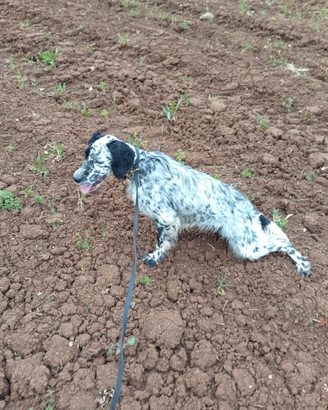 Cuccioli di setter inglese