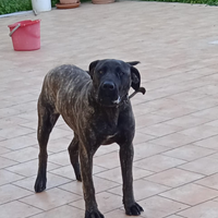 Presa dogo canario