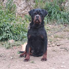 Rottweiler