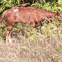 Puledro Appaloosa