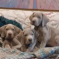 3 Splendidi Cuccioli