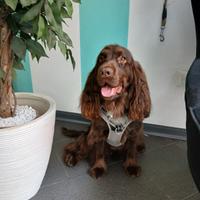 Cocker Spaniel Chocolate maschio per accoppiamento
