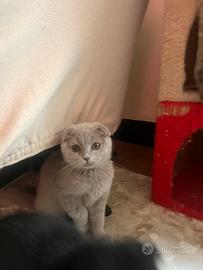 Cucciola Scottish fold