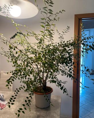 Prebonsai