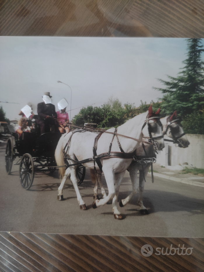 Frontalino cavallo - Animali In vendita a Verona