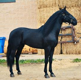 Cavalli Murgesi