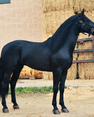 Cavalli Murgesi