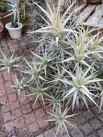 Tillandsia bergeri pianta dell'aria 