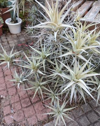 Tillandsia bergeri pianta dell'aria 