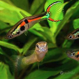 Guppy endler adulti