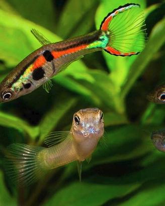 Guppy endler adulti