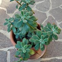 echeveria pulvinata ruby 