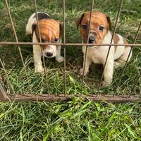 Jack russel