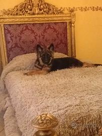 Pastore tedesco a pelo lungo