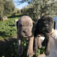 Cane corso