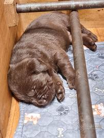 LABRADOR