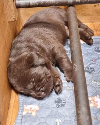 LABRADOR
