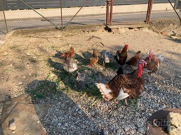 Tacchini Rossi di Borbone e galline