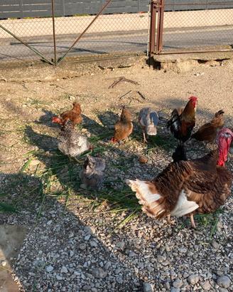 Tacchini Rossi di Borbone e galline